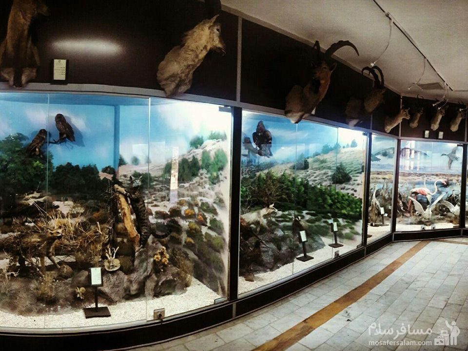 موزه حیات وحش