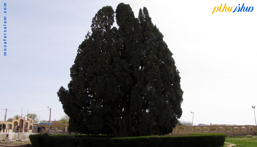 کهنسال ترین درخت ایران و جهان در یزد