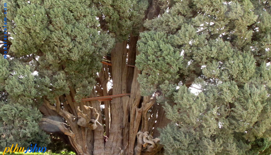 کهنسال ترین درخت ایران و جهان در یزد