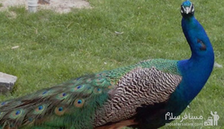 طاووس در باغ پرندگان